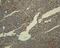 Transferrin antibody, GTX34270, GeneTex, Immunohistochemistry paraffin image 