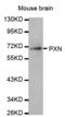 Paxillin antibody, abx000707, Abbexa, Western Blot image 