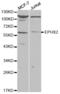 Epoxide Hydrolase 2 antibody, abx001548, Abbexa, Western Blot image 