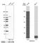 GRAM Domain Containing 1A antibody, HPA012570, Atlas Antibodies, Western Blot image 