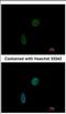 CDKN1A Interacting Zinc Finger Protein 1 antibody, NBP2-15906, Novus Biologicals, Immunocytochemistry image 