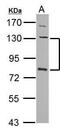 Cadherin 3 antibody, PA5-29790, Invitrogen Antibodies, Western Blot image 