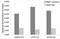 RB Binding Protein 7, Chromatin Remodeling Factor antibody, 22-594, ProSci, Chromatin Immunoprecipitation image 