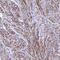 Potassium Calcium-Activated Channel Subfamily N Member 4 antibody, NBP2-32484, Novus Biologicals, Immunohistochemistry paraffin image 