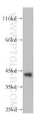 Ganglioside Induced Differentiation Associated Protein 1 Like 1 antibody, 11977-1-AP, Proteintech Group, Western Blot image 