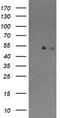 Cbl Proto-Oncogene C antibody, TA505093, Origene, Western Blot image 
