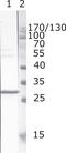 Protein Nef antibody, MA1-71504, Invitrogen Antibodies, Western Blot image 