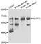 Arachidonate 15-Lipoxygenase antibody, abx006843, Abbexa, Western Blot image 