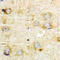 GFAP antibody, LS-C359007, Lifespan Biosciences, Immunohistochemistry frozen image 