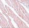 Transmembrane Protein 184C antibody, A15776, Boster Biological Technology, Immunohistochemistry frozen image 