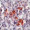 Proopiomelanocortin antibody, LS-C88190, Lifespan Biosciences, Immunohistochemistry frozen image 