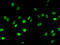 Histone Cluster 1 H2B Family Member B antibody, LS-C670400, Lifespan Biosciences, Immunofluorescence image 