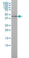 Interferon Regulatory Factor 9 antibody, H00010379-M02, Novus Biologicals, Western Blot image 