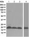 GABA Type A Receptor-Associated Protein antibody, ab109364, Abcam, Western Blot image 