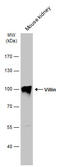 Villin 1 antibody, GTX110034, GeneTex, Western Blot image 