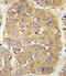 Insulin Like Growth Factor Binding Protein 3 antibody, 63-090, ProSci, Immunohistochemistry paraffin image 