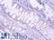 Proteasome Subunit Beta 4 antibody, LS-C316812, Lifespan Biosciences, Immunohistochemistry frozen image 