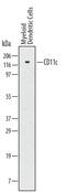 CD11C antibody, MAB17771, R&D Systems, Western Blot image 