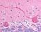 Checkpoint with forkhead and RING finger domains protein antibody, MBS421208, MyBioSource, Immunohistochemistry frozen image 