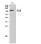 Tripartite Motif Containing 3 antibody, STJ96101, St John