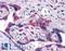 Thioredoxin-related transmembrane protein 1 antibody, LS-B4919, Lifespan Biosciences, Immunohistochemistry frozen image 