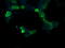 RAS P21 Protein Activator 1 antibody, M01929, Boster Biological Technology, Immunofluorescence image 