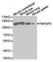 TNF Alpha Induced Protein 3 antibody, TA327286, Origene, Western Blot image 