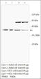 Peroxisome Proliferator Activated Receptor Delta antibody, MBS415568, MyBioSource, Western Blot image 