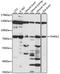 Threonine Synthase Like 1 antibody, 16-086, ProSci, Western Blot image 