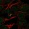 Programmed Cell Death 2 antibody, NBP2-57996, Novus Biologicals, Immunocytochemistry image 