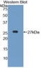 ILT-5 antibody, MBS2013062, MyBioSource, Western Blot image 