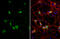 Heat Shock Protein Family A (Hsp70) Member 5 antibody, GTX113340, GeneTex, Immunofluorescence image 