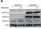 Aldo-Keto Reductase Family 1 Member C4 antibody, H00001109-M01, Novus Biologicals, Western Blot image 
