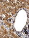Cell Cycle And Apoptosis Regulator 2 antibody, 43-639, ProSci, Enzyme Linked Immunosorbent Assay image 
