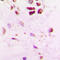 SUMO Specific Peptidase 5 antibody, LS-C353667, Lifespan Biosciences, Immunohistochemistry frozen image 