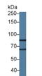 Lysyl Oxidase Like 2 antibody, LS-C299994, Lifespan Biosciences, Western Blot image 