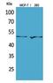 Thymidine Phosphorylase antibody, A06329, Boster Biological Technology, Western Blot image 