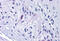 RIM antibody, MBS243425, MyBioSource, Immunohistochemistry frozen image 