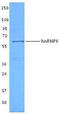 Heterogeneous Nuclear Ribonucleoprotein K antibody, LS-B1659, Lifespan Biosciences, Western Blot image 