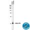 Platelet Factor 4 antibody, MAB795, R&D Systems, Western Blot image 