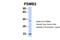 Proteasome Subunit Beta 2 antibody, NBP1-54589, Novus Biologicals, Western Blot image 