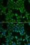 Colipase antibody, LS-C334662, Lifespan Biosciences, Immunofluorescence image 