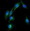 Ubiquitin Conjugating Enzyme E2 Q2 antibody, PB9839, Boster Biological Technology, Immunofluorescence image 