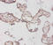 Bone Morphogenetic Protein 3 antibody, LS-C285461, Lifespan Biosciences, Immunohistochemistry paraffin image 