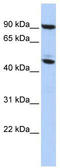 Methyl-CpG Binding Protein 2 antibody, TA331114, Origene, Western Blot image 