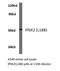 Inositol Hexakisphosphate Kinase 2 antibody, LS-C177172, Lifespan Biosciences, Western Blot image 