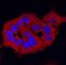 Glutathione S-transferase P 1 antibody, AF6455, R&D Systems, Immunofluorescence image 