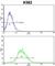 Engrailed Homeobox 2 antibody, abx033411, Abbexa, Western Blot image 