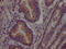Proprotein Convertase Subtilisin/Kexin Type 9 antibody, CSB-RA259644A0HU, Cusabio, Immunohistochemistry frozen image 