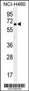 Cholinergic Receptor Nicotinic Delta Subunit antibody, 55-967, ProSci, Western Blot image 